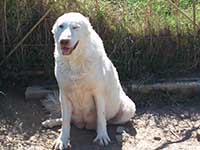 pastore abruzzese